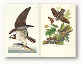 Birds of America