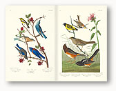 Birds of America