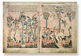 The Holkham Bible